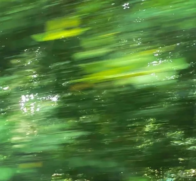 六月的风